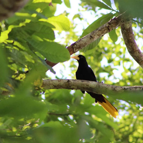 Tropical Dry Forest: The Monkey Howling Trail