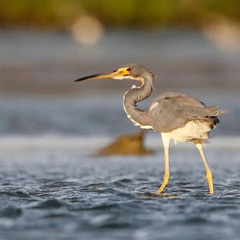 Bird watching in La Boquilla - Juan Ballena | Travel Experiences in Cartagena