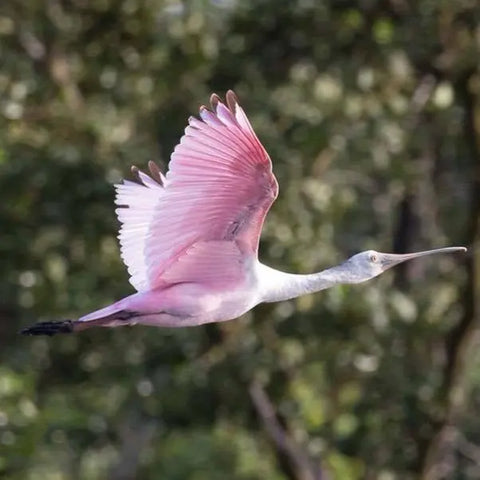 Bird watching in La Boquilla - Juan Ballena | Travel Experiences in Cartagena