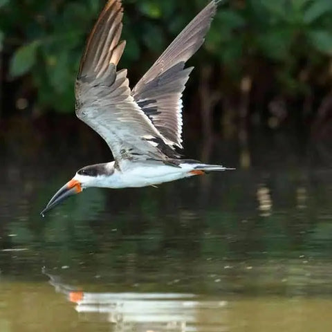 Bird watching in La Boquilla - Juan Ballena | Travel Experiences in Cartagena