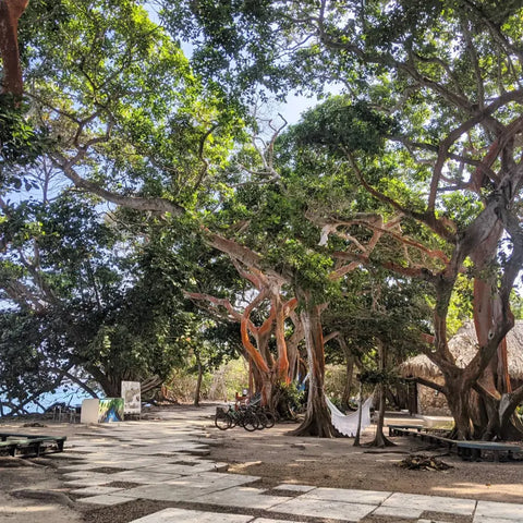 Passeio Ilhas do Rosário - Pedro Majagua - Juan Ballena