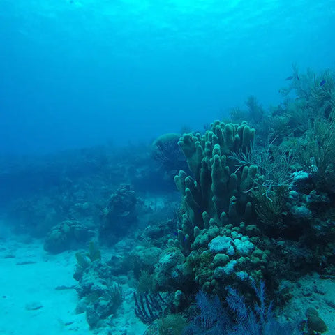 Scuba Diving in San Andres - Juan Ballena | Travel Experiences in Cartagena