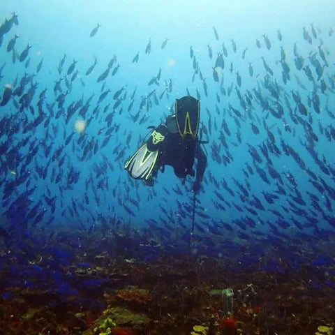 Scuba Diving In Baru - Cartagena - Juan Ballena | Travel Experiences in Cartagena