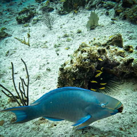 Buceo en San Andrés: Explora el Mar de los Siete Colores
