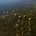 A group of flamingos swimming in Cartagena with a clear view of the water's surface.