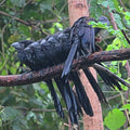 Dry forest Bird Watching in Cartagena