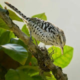 Dry forest Bird Watching in Cartagena