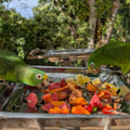 Fundacion Loros-and-macaws-sanctuary-cartagena
