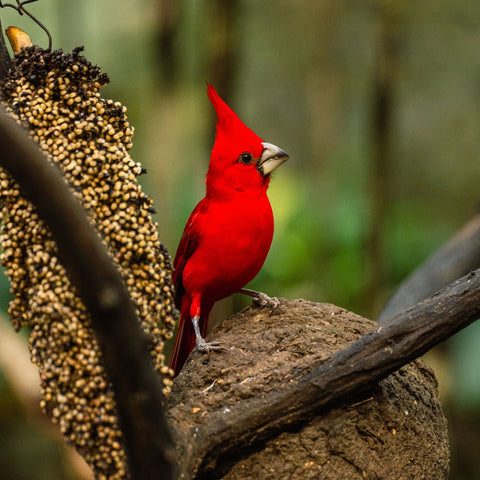 Full Day Baru: Aviary Tour & Mambo Beach with Lunch Bonus