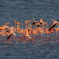 Group of pink flamingos wading in Cartagena 