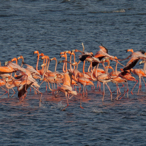 Group of pink flamingos wading in Cartagena 