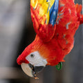 Macaws Wildlife Sanctuary Tour from Cartagena – Nature, Wildlife & Adventure