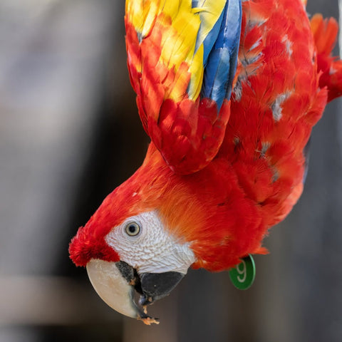 Macaws Wildlife Sanctuary Tour from Cartagena – Nature, Wildlife & Adventure