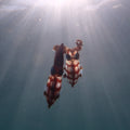 Two cuttlefish in the ocean with sunlight filtering through the water.