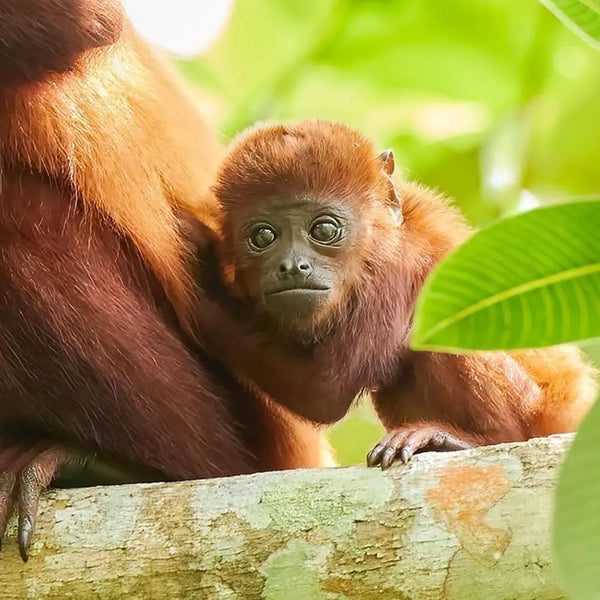 Recorrido por el Bosque Seco Tropical: El Sendero del Mono Aullador