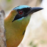 Private Transfer Cartagena to Aviary in Baru