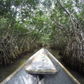 Mangrove Fishing Tour In La Boquilla - Juan Ballena | Travel Experiences in Cartagena