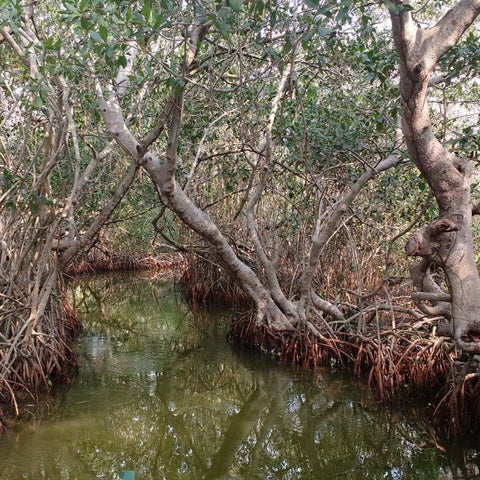 Mangrove ecosystem tour - Juan Ballena - Juan Ballena | Travel Experiences in Cartagena